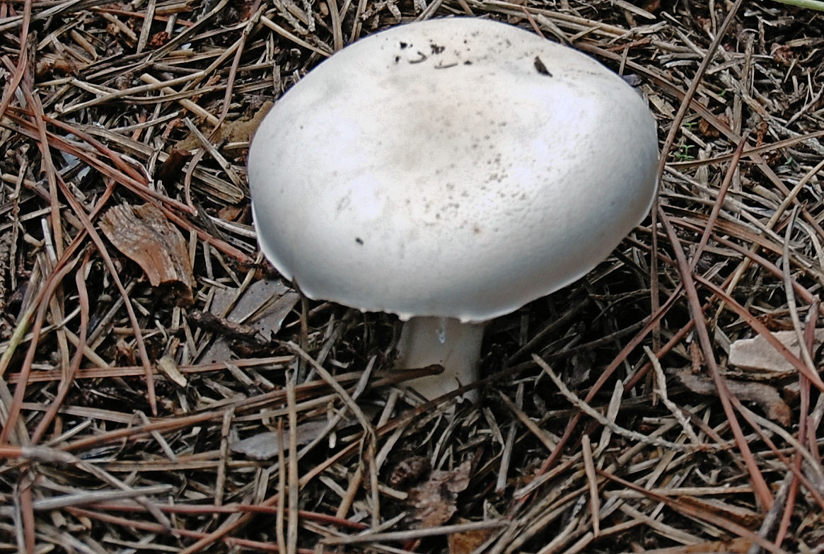 Agaricus?